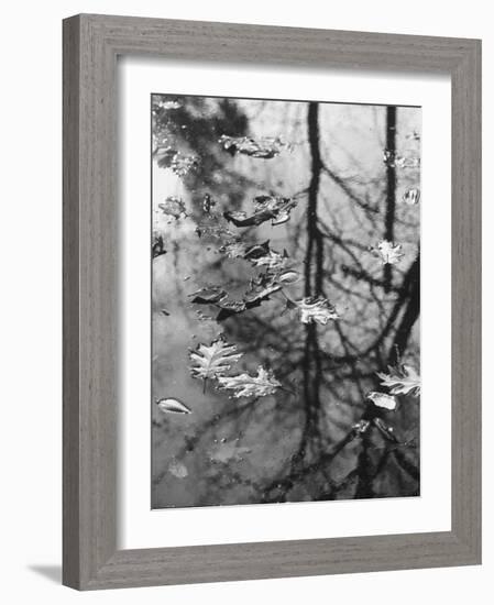 Leaves Floating on the Water-Allan Grant-Framed Photographic Print