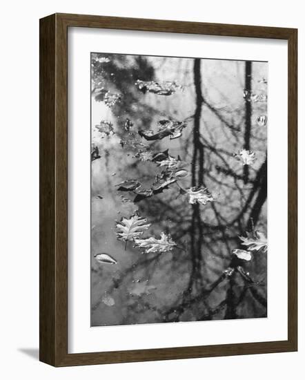 Leaves Floating on the Water-Allan Grant-Framed Photographic Print