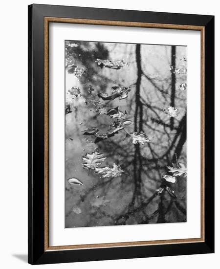 Leaves Floating on the Water-Allan Grant-Framed Photographic Print