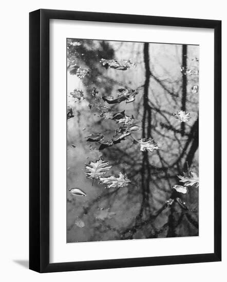 Leaves Floating on the Water-Allan Grant-Framed Photographic Print