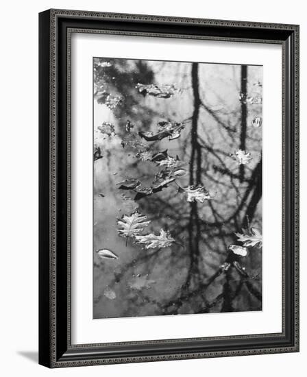 Leaves Floating on the Water-Allan Grant-Framed Photographic Print