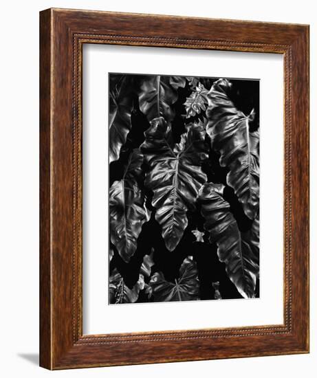 Leaves, Hawaii, c. 1985-Brett Weston-Framed Photographic Print