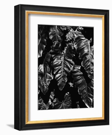 Leaves, Hawaii, c. 1985-Brett Weston-Framed Photographic Print