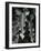 Leaves, Hawaii, c.1985-Brett Weston-Framed Photographic Print