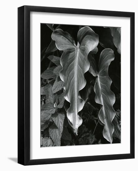 Leaves, Hawaii, c.1985-Brett Weston-Framed Photographic Print