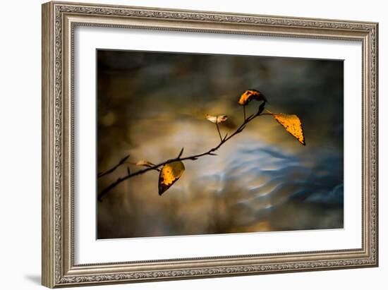 Leaves In Fall-Ursula Abresch-Framed Photographic Print