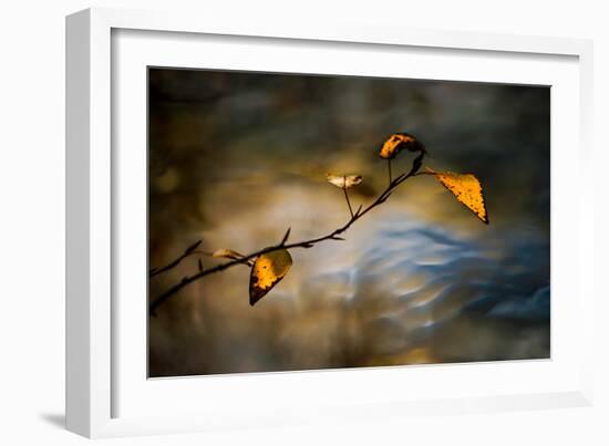 Leaves In Fall-Ursula Abresch-Framed Photographic Print