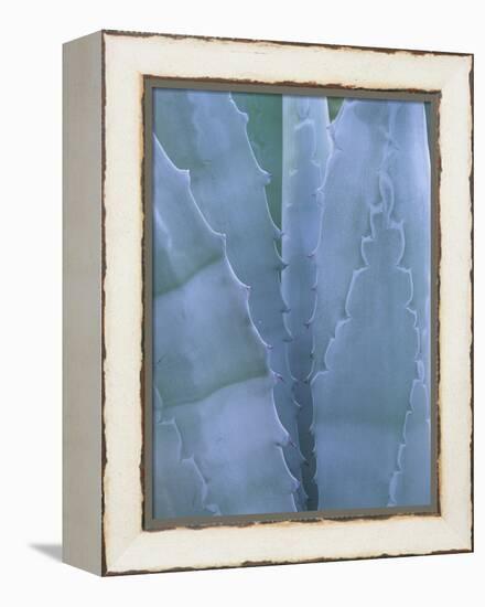 Leaves of Agave Plant, Arizona-Sonora Desert Museum, Tucson, Arizona, USA-Merrill Images-Framed Premier Image Canvas