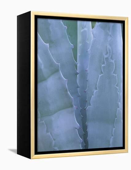 Leaves of Agave Plant, Arizona-Sonora Desert Museum, Tucson, Arizona, USA-Merrill Images-Framed Premier Image Canvas