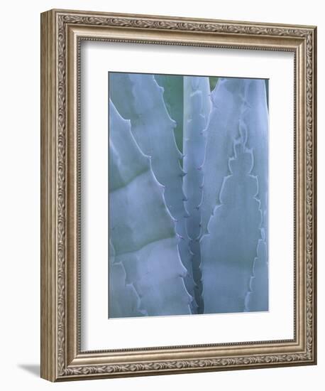 Leaves of Agave Plant, Arizona-Sonora Desert Museum, Tucson, Arizona, USA-Merrill Images-Framed Photographic Print