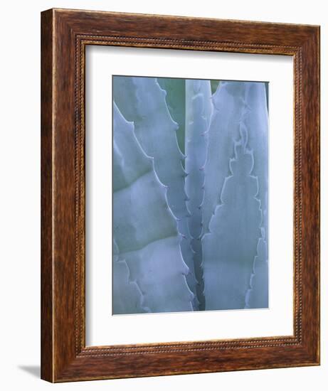 Leaves of Agave Plant, Arizona-Sonora Desert Museum, Tucson, Arizona, USA-Merrill Images-Framed Photographic Print