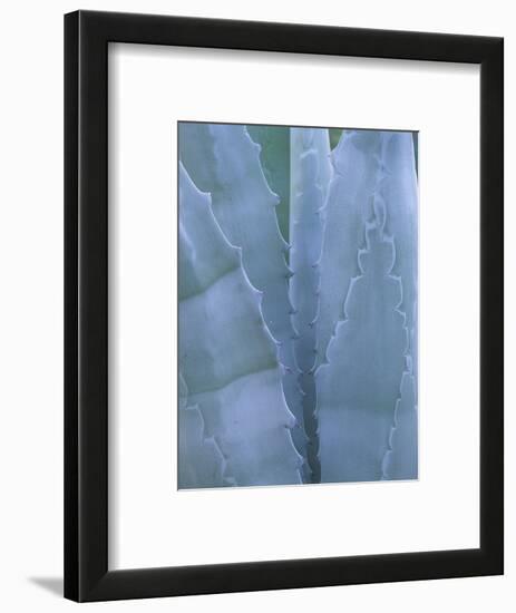 Leaves of Agave Plant, Arizona-Sonora Desert Museum, Tucson, Arizona, USA-Merrill Images-Framed Photographic Print