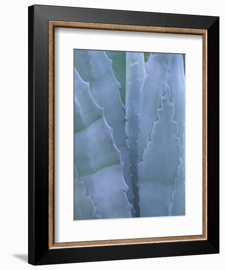 Leaves of Agave Plant, Arizona-Sonora Desert Museum, Tucson, Arizona, USA-Merrill Images-Framed Photographic Print