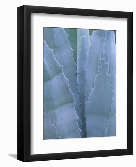 Leaves of Agave Plant, Arizona-Sonora Desert Museum, Tucson, Arizona, USA-Merrill Images-Framed Photographic Print