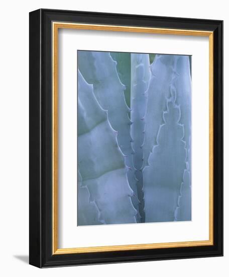 Leaves of Agave Plant, Arizona-Sonora Desert Museum, Tucson, Arizona, USA-Merrill Images-Framed Photographic Print