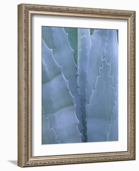 Leaves of Agave Plant, Arizona-Sonora Desert Museum, Tucson, Arizona, USA-Merrill Images-Framed Photographic Print