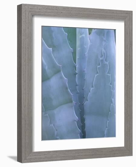 Leaves of Agave Plant, Arizona-Sonora Desert Museum, Tucson, Arizona, USA-Merrill Images-Framed Photographic Print