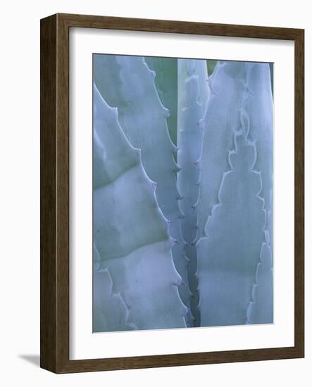 Leaves of Agave Plant, Arizona-Sonora Desert Museum, Tucson, Arizona, USA-Merrill Images-Framed Photographic Print