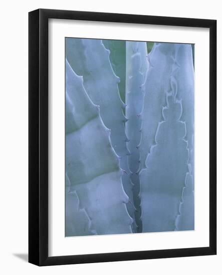 Leaves of Agave Plant, Arizona-Sonora Desert Museum, Tucson, Arizona, USA-Merrill Images-Framed Photographic Print