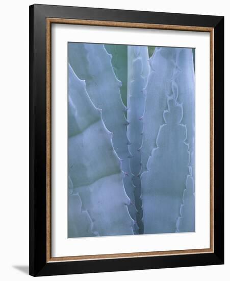 Leaves of Agave Plant, Arizona-Sonora Desert Museum, Tucson, Arizona, USA-Merrill Images-Framed Photographic Print