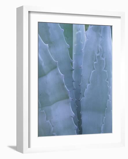 Leaves of Agave Plant, Arizona-Sonora Desert Museum, Tucson, Arizona, USA-Merrill Images-Framed Photographic Print