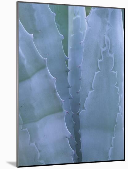 Leaves of Agave Plant, Arizona-Sonora Desert Museum, Tucson, Arizona, USA-Merrill Images-Mounted Photographic Print