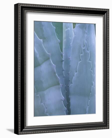 Leaves of Agave Plant, Arizona-Sonora Desert Museum, Tucson, Arizona, USA-Merrill Images-Framed Photographic Print