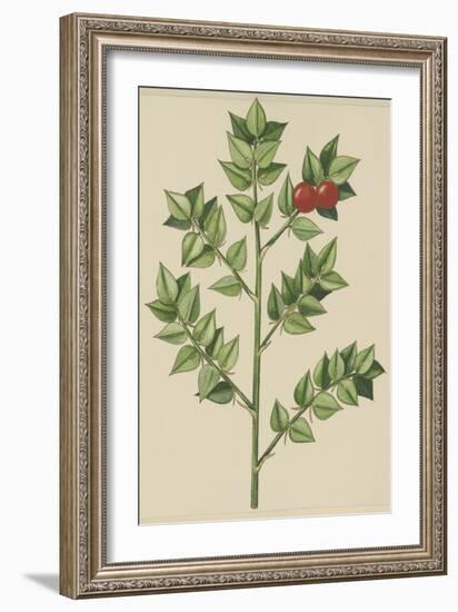 Leaves of Butcher's Broom (Ruscus Aculeatus), Ruscaceae-null-Framed Giclee Print
