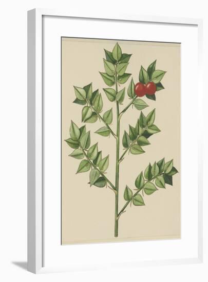 Leaves of Butcher's Broom (Ruscus Aculeatus), Ruscaceae-null-Framed Giclee Print