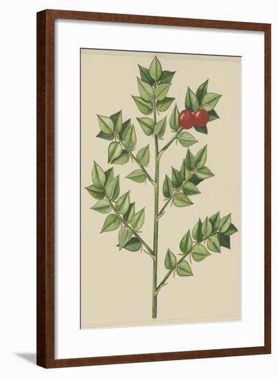 Leaves of Butcher's Broom (Ruscus Aculeatus), Ruscaceae-null-Framed Giclee Print