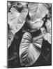 Leaves of Grey-Design Fabrikken-Mounted Photographic Print