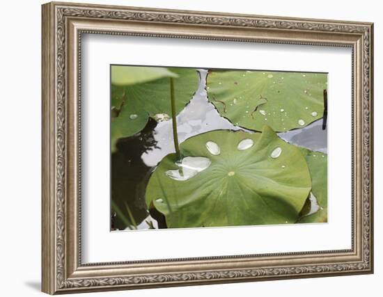 Leaves of Lotus Flowers with Water Droplets, Fascinating Water Plants in the Garden Pond-Petra Daisenberger-Framed Photographic Print