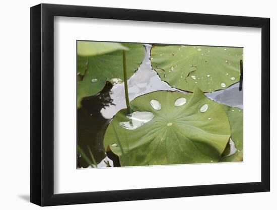 Leaves of Lotus Flowers with Water Droplets, Fascinating Water Plants in the Garden Pond-Petra Daisenberger-Framed Photographic Print