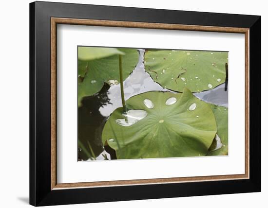 Leaves of Lotus Flowers with Water Droplets, Fascinating Water Plants in the Garden Pond-Petra Daisenberger-Framed Photographic Print