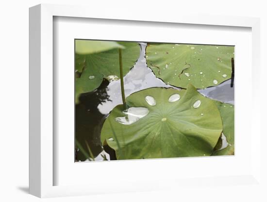 Leaves of Lotus Flowers with Water Droplets, Fascinating Water Plants in the Garden Pond-Petra Daisenberger-Framed Photographic Print