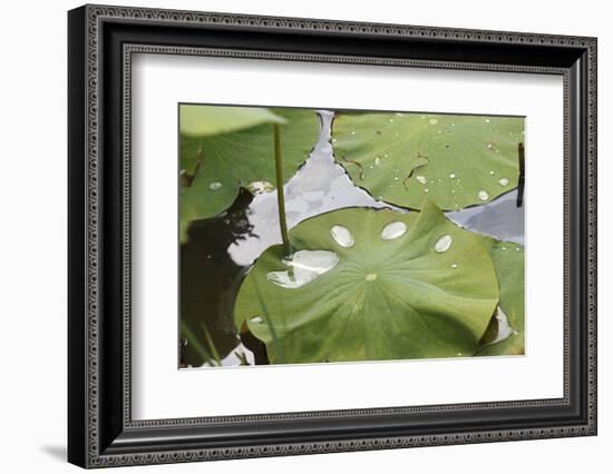 Leaves of Lotus Flowers with Water Droplets, Fascinating Water Plants in the Garden Pond-Petra Daisenberger-Framed Photographic Print