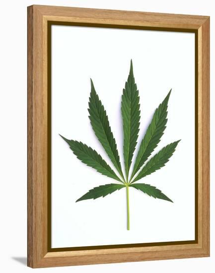 Leaves of Marijuana Plant, Cannabis-David Nunuk-Framed Premier Image Canvas