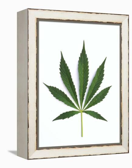 Leaves of Marijuana Plant, Cannabis-David Nunuk-Framed Premier Image Canvas