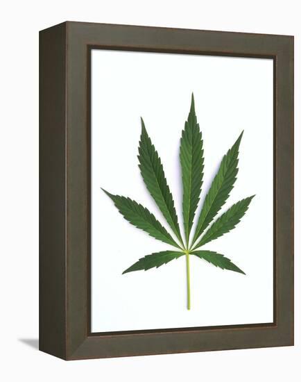 Leaves of Marijuana Plant, Cannabis-David Nunuk-Framed Premier Image Canvas