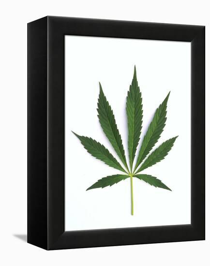 Leaves of Marijuana Plant, Cannabis-David Nunuk-Framed Premier Image Canvas