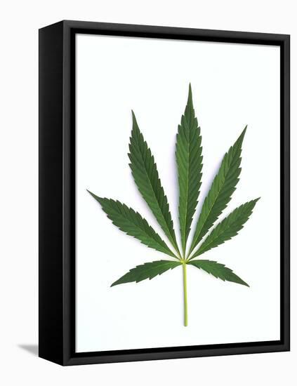 Leaves of Marijuana Plant, Cannabis-David Nunuk-Framed Premier Image Canvas