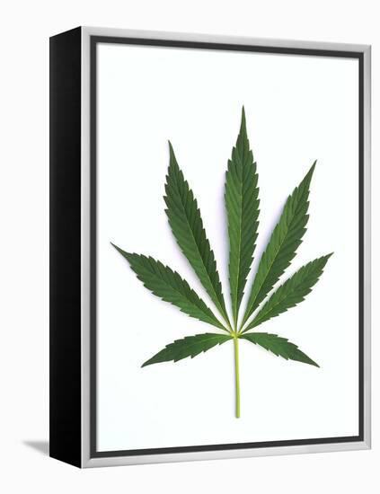 Leaves of Marijuana Plant, Cannabis-David Nunuk-Framed Premier Image Canvas