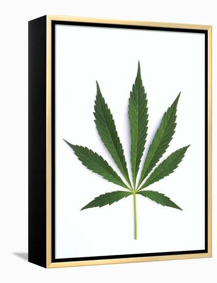 Leaves of Marijuana Plant, Cannabis-David Nunuk-Framed Premier Image Canvas