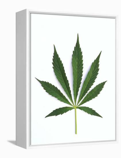 Leaves of Marijuana Plant, Cannabis-David Nunuk-Framed Premier Image Canvas