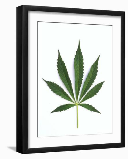 Leaves of Marijuana Plant, Cannabis-David Nunuk-Framed Photographic Print