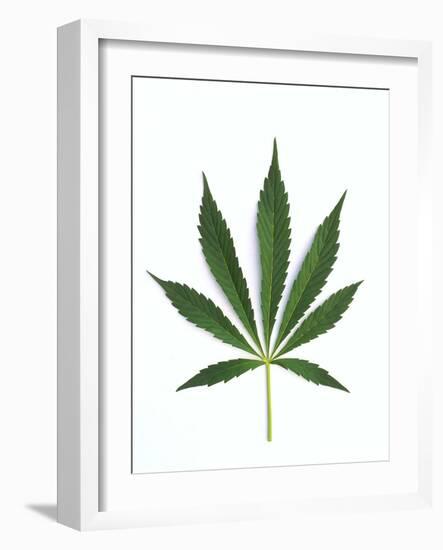 Leaves of Marijuana Plant, Cannabis-David Nunuk-Framed Photographic Print