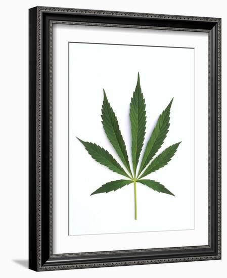 Leaves of Marijuana Plant, Cannabis-David Nunuk-Framed Photographic Print