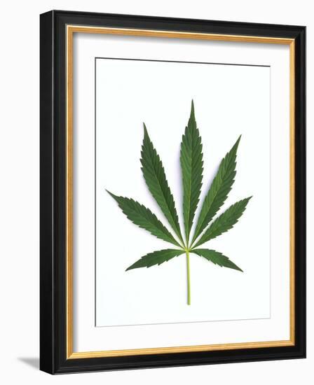 Leaves of Marijuana Plant, Cannabis-David Nunuk-Framed Photographic Print