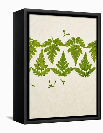 Leaves of the Sweet Cicely, Myrrhis Odorata, Green, Still Life-Axel Killian-Framed Premier Image Canvas