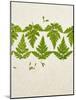 Leaves of the Sweet Cicely, Myrrhis Odorata, Green, Still Life-Axel Killian-Mounted Photographic Print